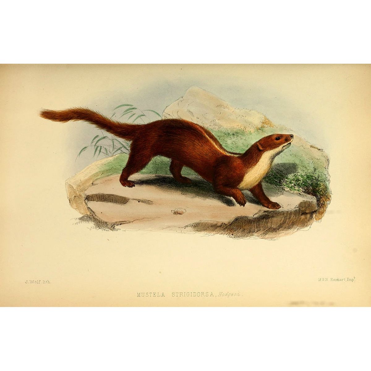 Белополосая ласка (Mustela strigidorsa) Фото №5