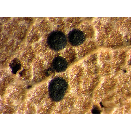 Отряд Muyocopronales фото