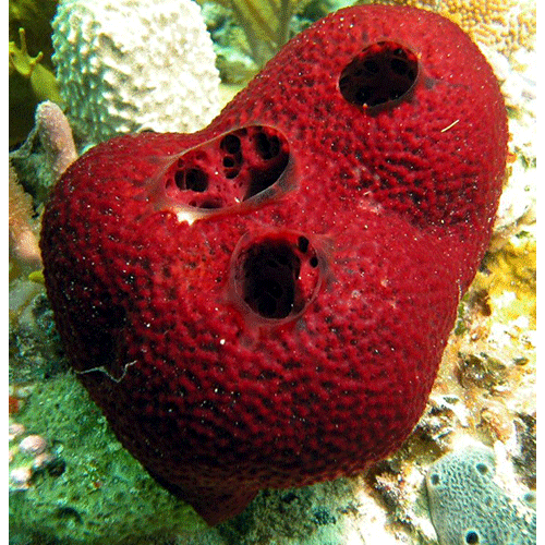 Семейство Mycalidae  фото