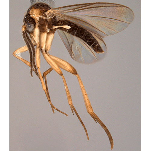 Семейство Mycetophilidae / Грибные комары фото