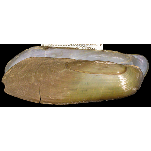 Семейство Mycetopodidae  фото