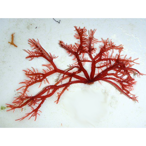 Семейство Mychodeaceae фото