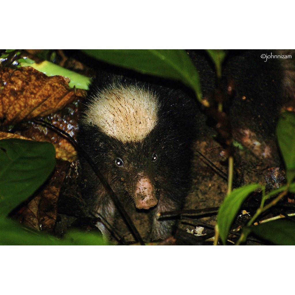 Зондский вонючий барсук (Mydaus javanensis) Фото №10