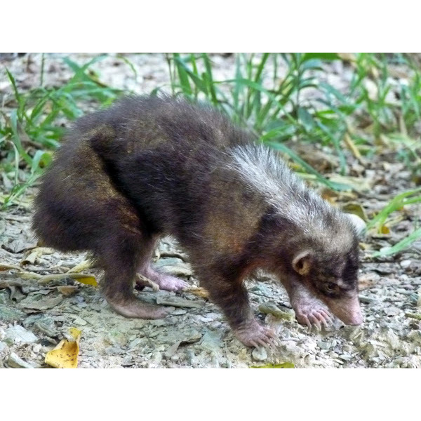 Зондский вонючий барсук (Mydaus javanensis) Фото №3