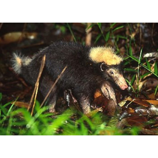 Зондский вонючий барсук (Mydaus javanensis) Фото №4