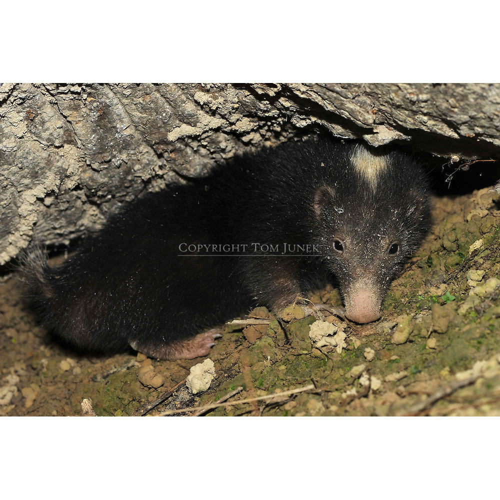 Зондский вонючий барсук (Mydaus javanensis) Фото №5