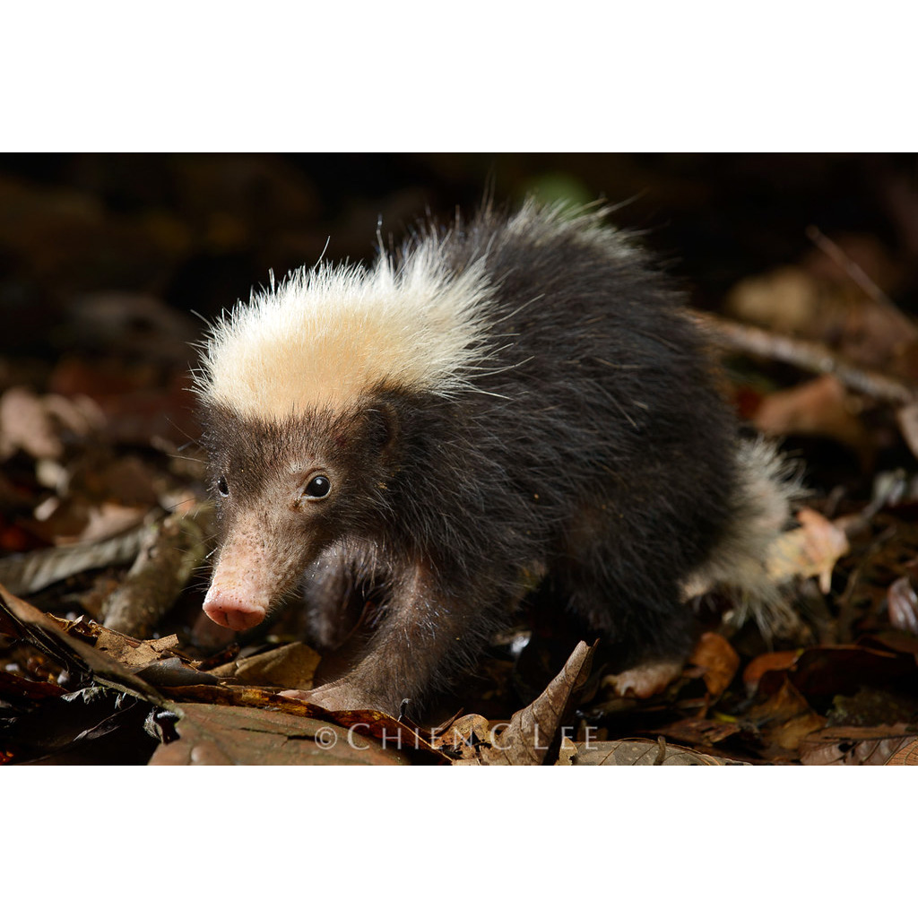 Зондский вонючий барсук (Mydaus javanensis) Фото №6