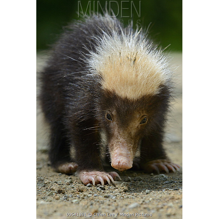 Зондский вонючий барсук (Mydaus javanensis) Фото №7