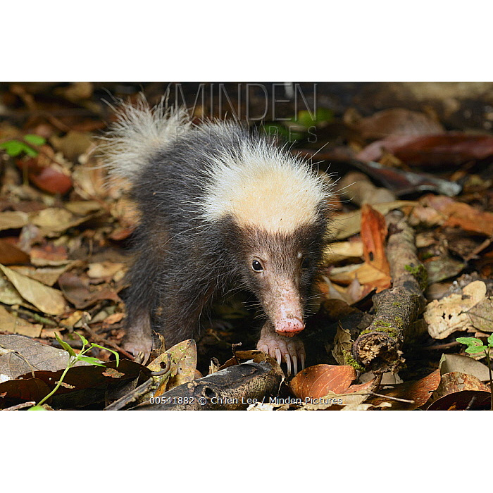 Зондский вонючий барсук (Mydaus javanensis) Фото №8