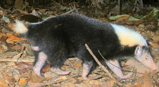 Mydaus javanensis javanensis