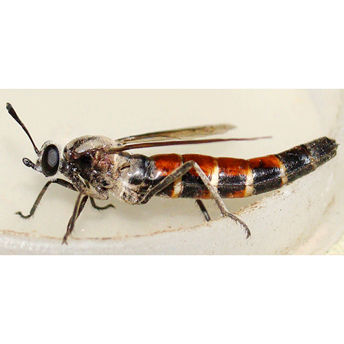 Семейство Mydidae фото