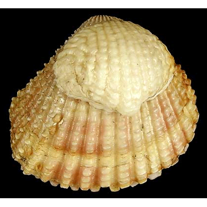 Семейство Myochamoidea  фото