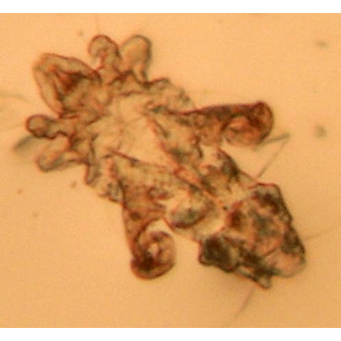 Семейство Myocoptidae фото