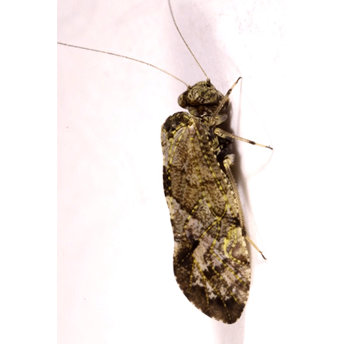 Семейство Myopsocidae фото
