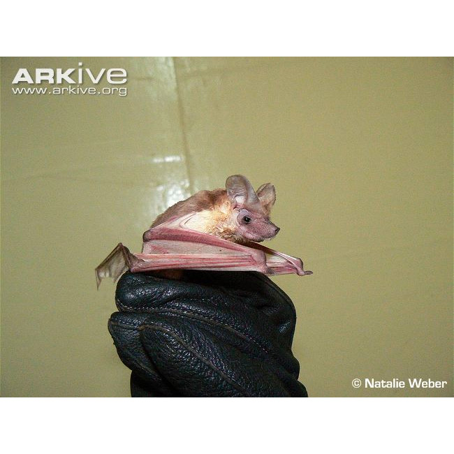 Складчатогуб Добантона (Myopterus daubentonii) Фото №2