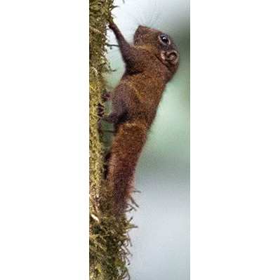Род Myosciurus  фото