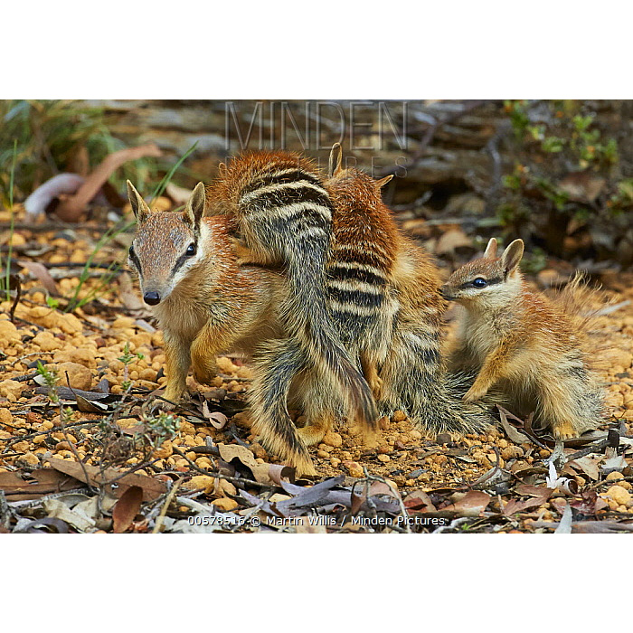Сумчатый муравьед (Myrmecobius fasciatus) Фото №8