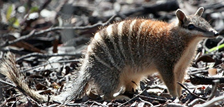 Myrmecobius fasciatus fasciatus