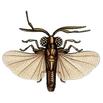 Семейство Myrmecolacidae фото