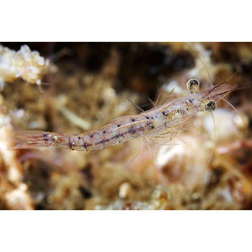 Семейство Mysidae фото