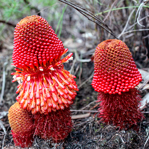 Семейство Mystropetalaceae фото