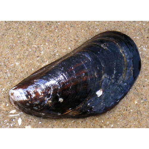Семейство Mytiloidea  фото