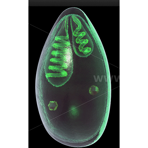 Семейство Myxobolidae  фото