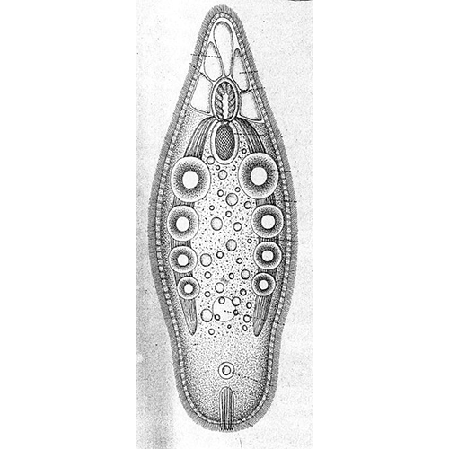 Семейство Nadinidae  фото