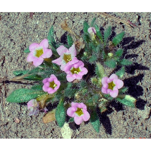 Семейство Namaceae фото