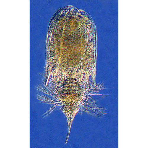 Семейство Nanaloricidae  фото