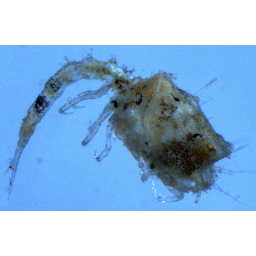 Семейство Nannastacidae фото