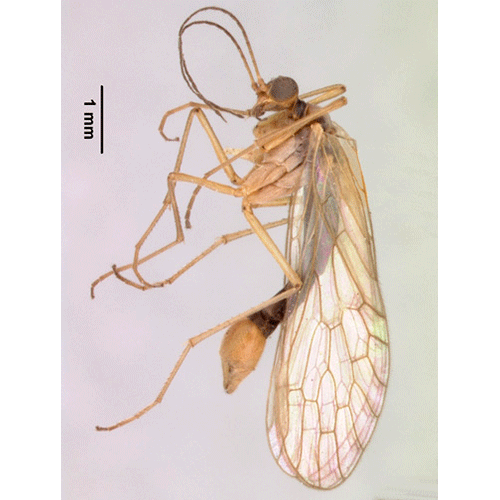Семейство Nannochoristidae фото