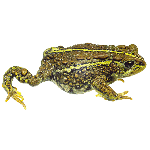  Род Nannophryne  фото