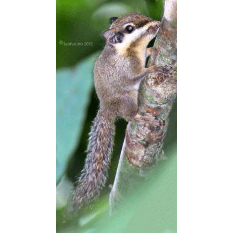 Род Nannosciurus  фото