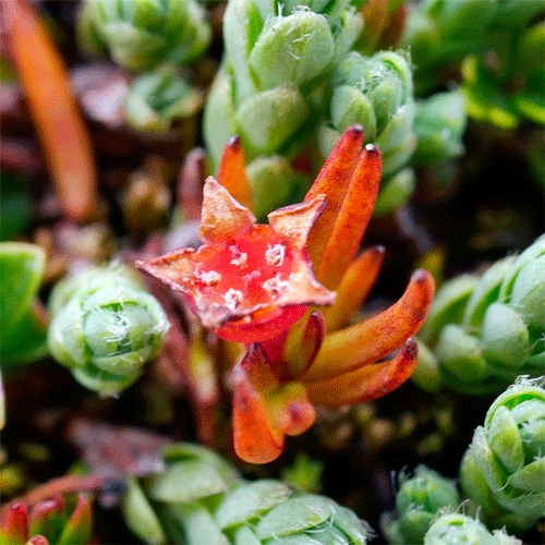 Семейство Nanodeaceae фото