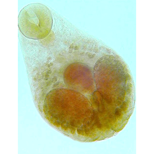 Семейство Nanophyetidae фото