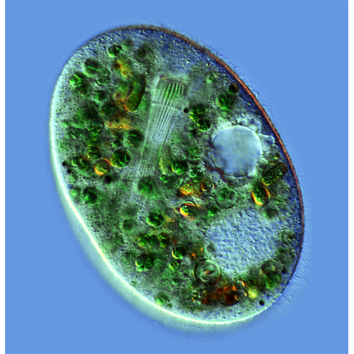 Класс Nassophorea фото