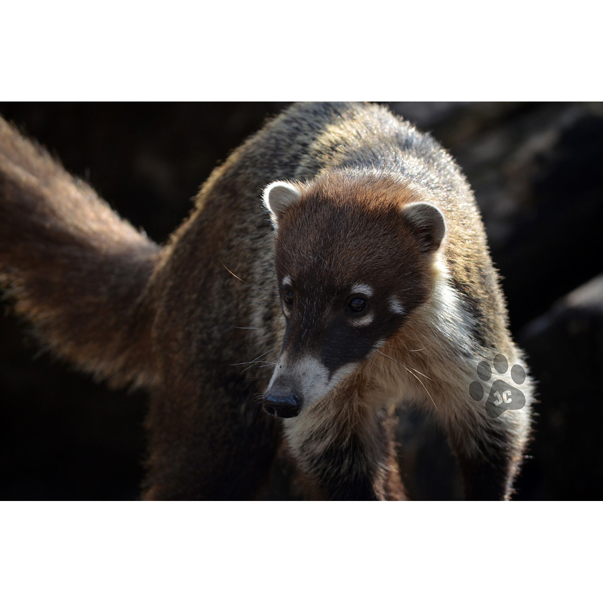 Коати (Nasua narica) Фото №10