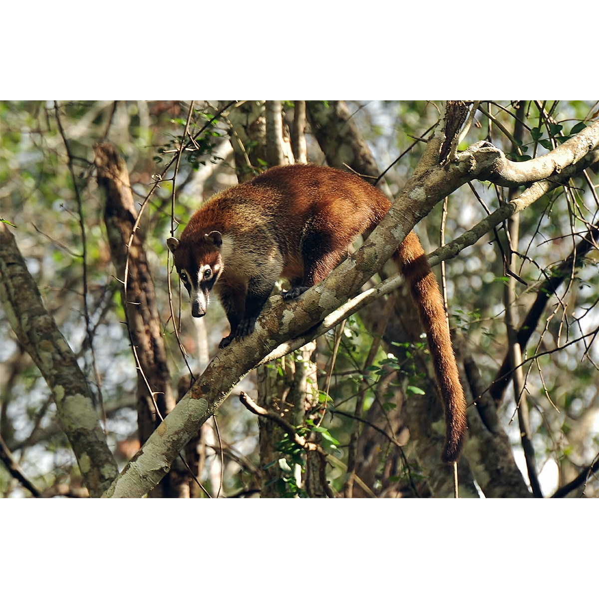 Коати (Nasua narica) Фото №2