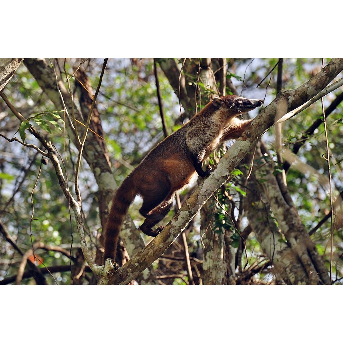 Коати (Nasua narica) Фото №3