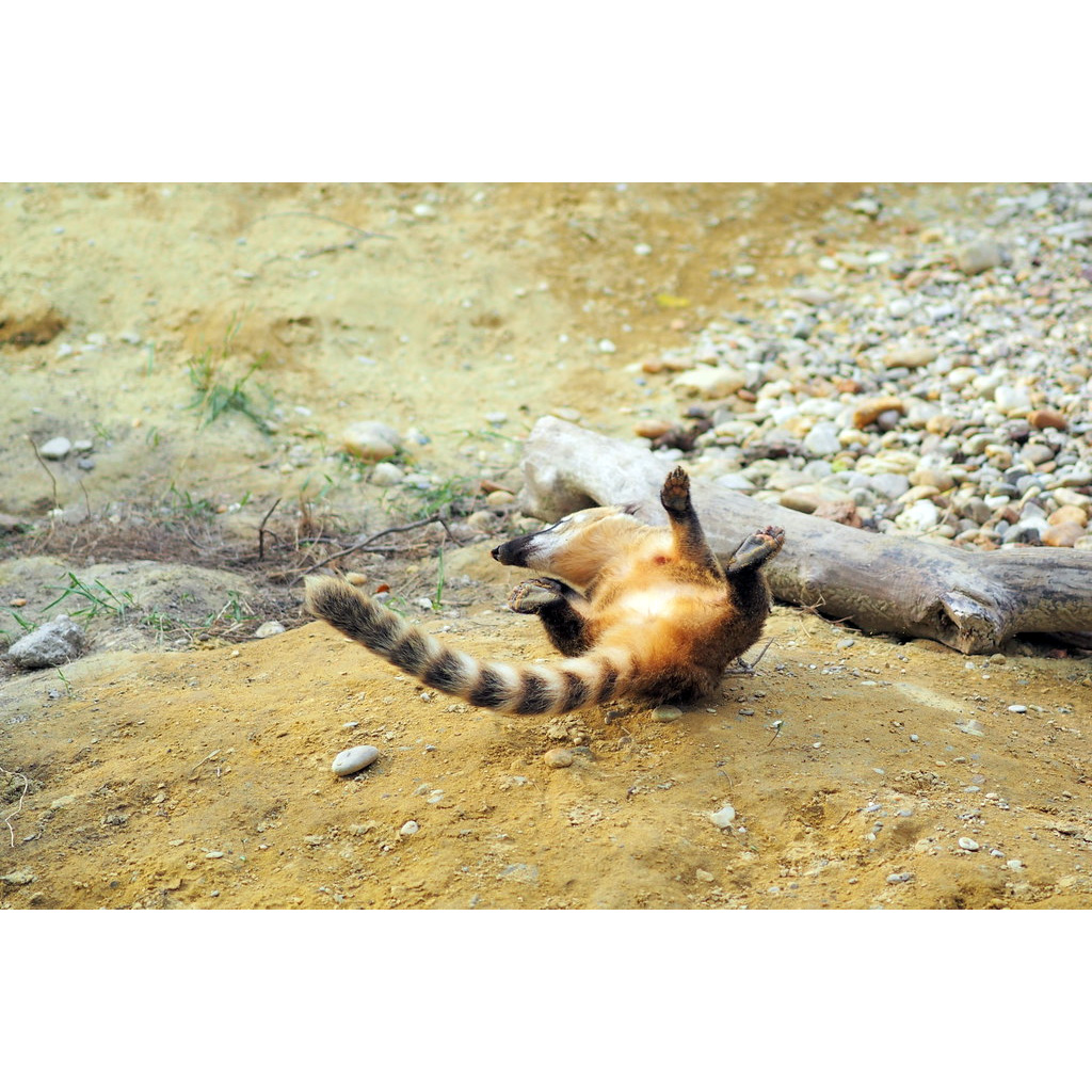 Коати (Nasua narica) Фото №6