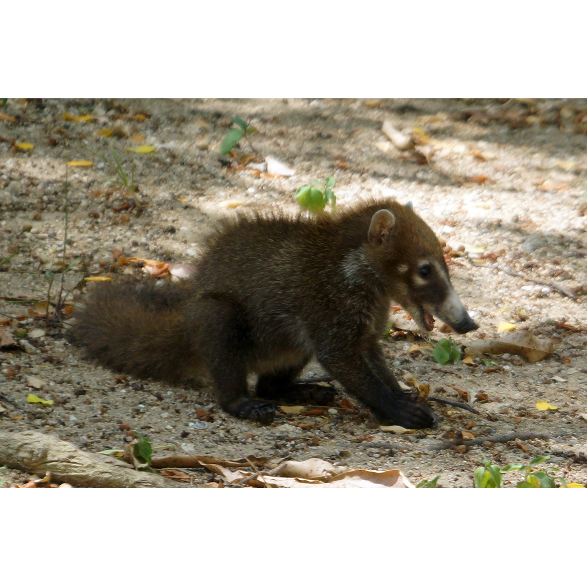 Коати (Nasua narica) Фото №9