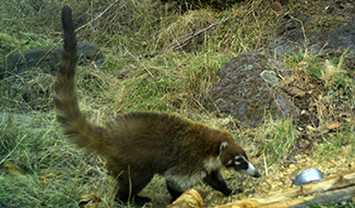 Nasua narica molaris