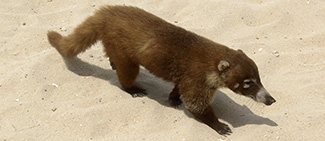 Nasua narica nelsoni