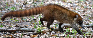 Nasua narica yucatanica