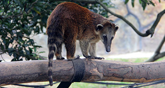 Nasua nasua dorsalis