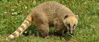 Nasua nasua solitaria