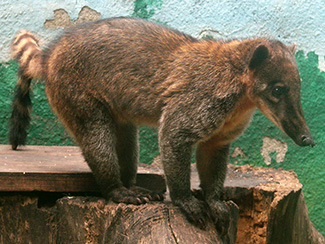 Nasua nasua vittata