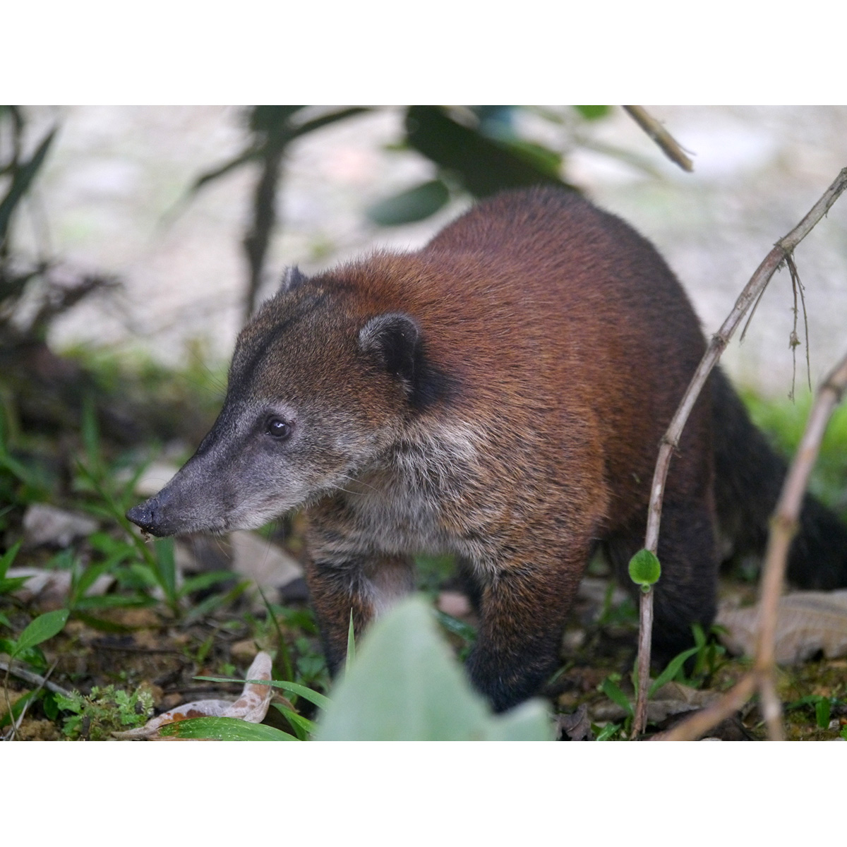 Горная носуха (Nasuella olivacea) Фото №5