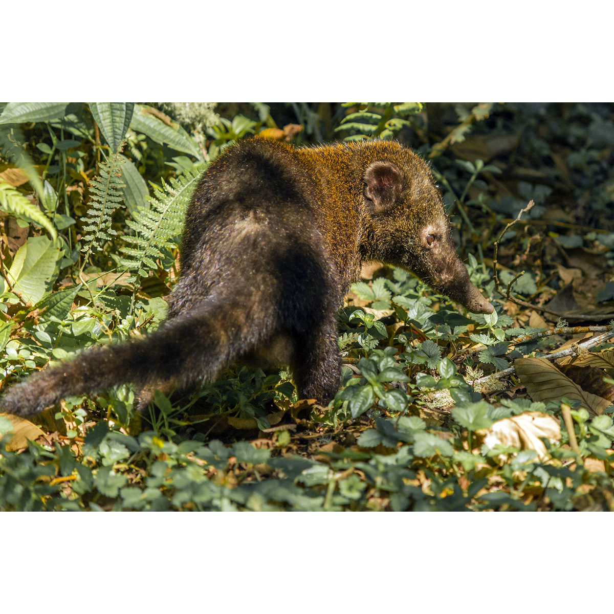 Горная носуха (Nasuella olivacea) Фото №6